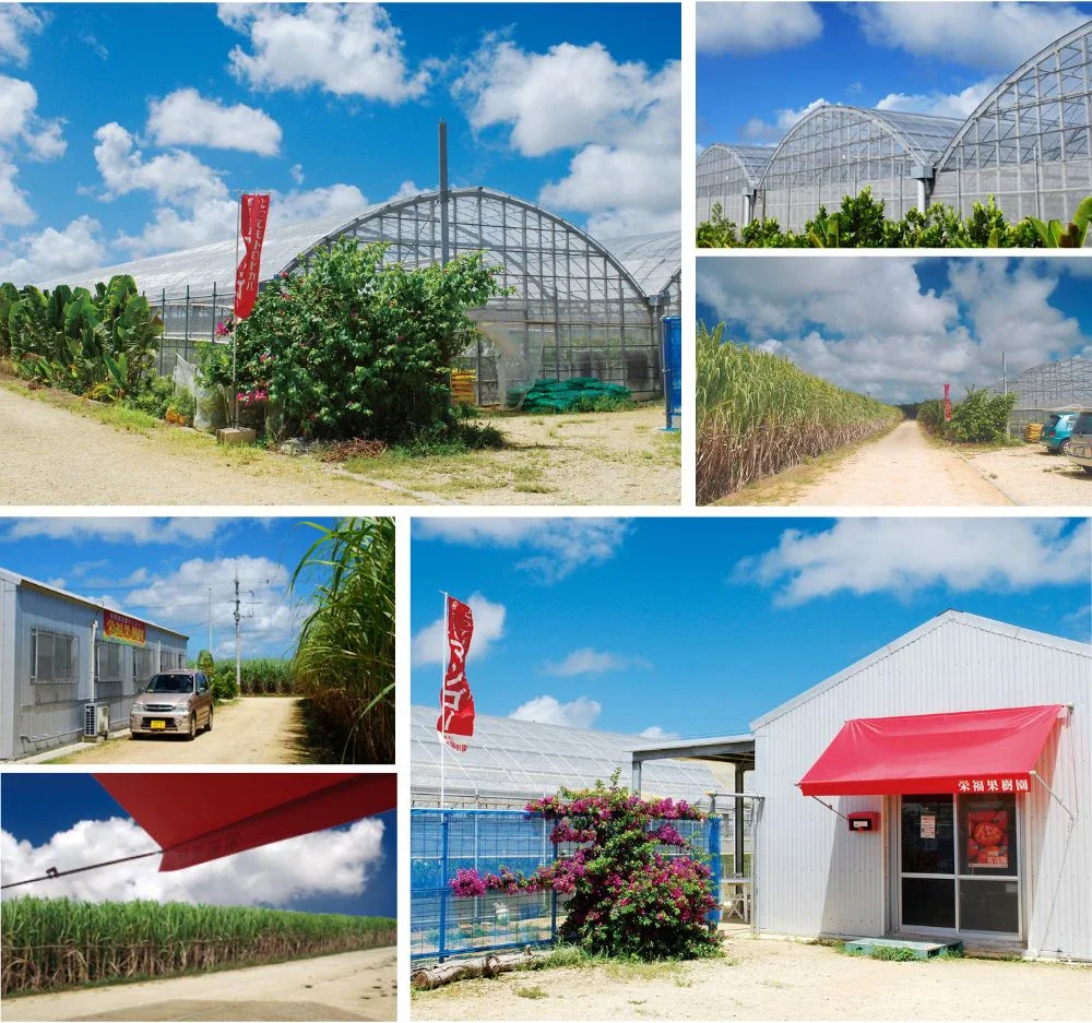 さとうきび畑の中にあるマンゴーハウス