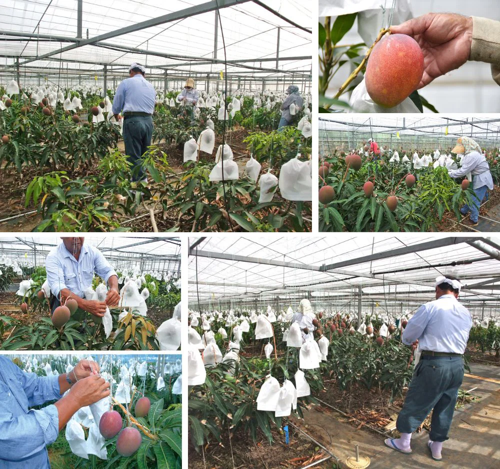 私たちが丹精込めて栽培しています!