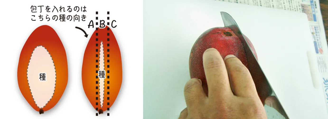 基本の3枚おろし : 真ん中の薄い部分に種が入っています。
