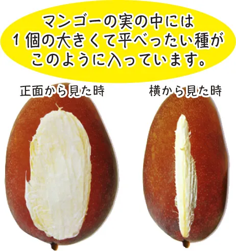 マンゴーの食べ頃
