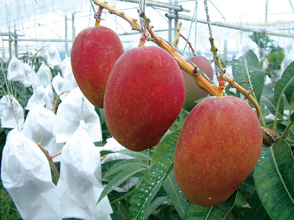 収穫されたマンゴ－