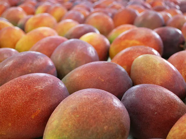 立派に育ったマンゴーたち