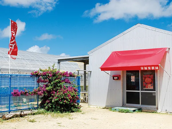 栄福果樹園のマンゴーハウス