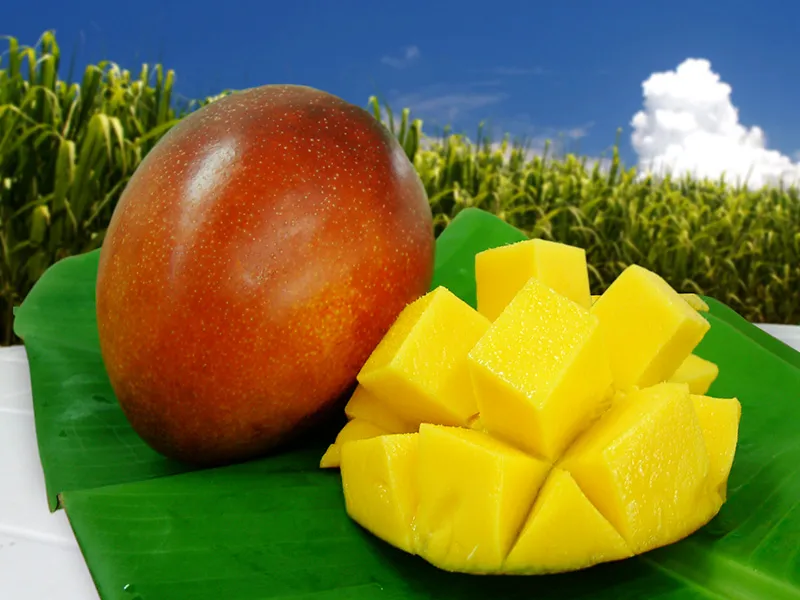 スライドショー1