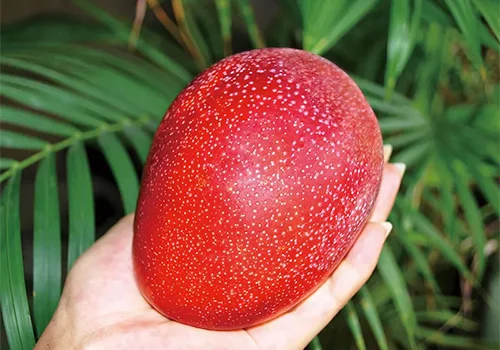 アップルマンゴー