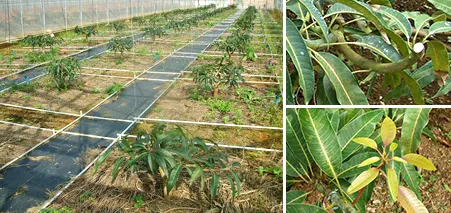 新しい世代のマンゴーの木