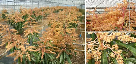 満開のマンゴーの花