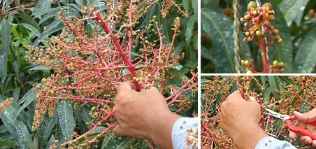 花が落ちた後のマンゴーの小さな実