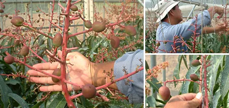 ミニチュアのマンゴー