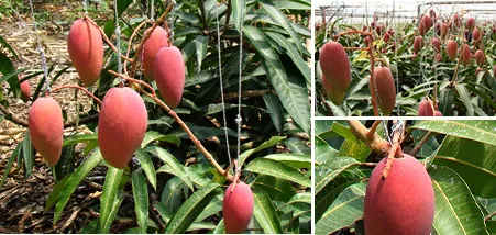 つり下げられたマンゴー