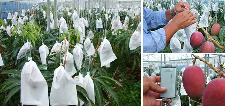 袋がけされたマンゴー