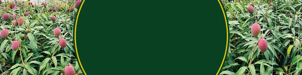 マンゴーができるまで